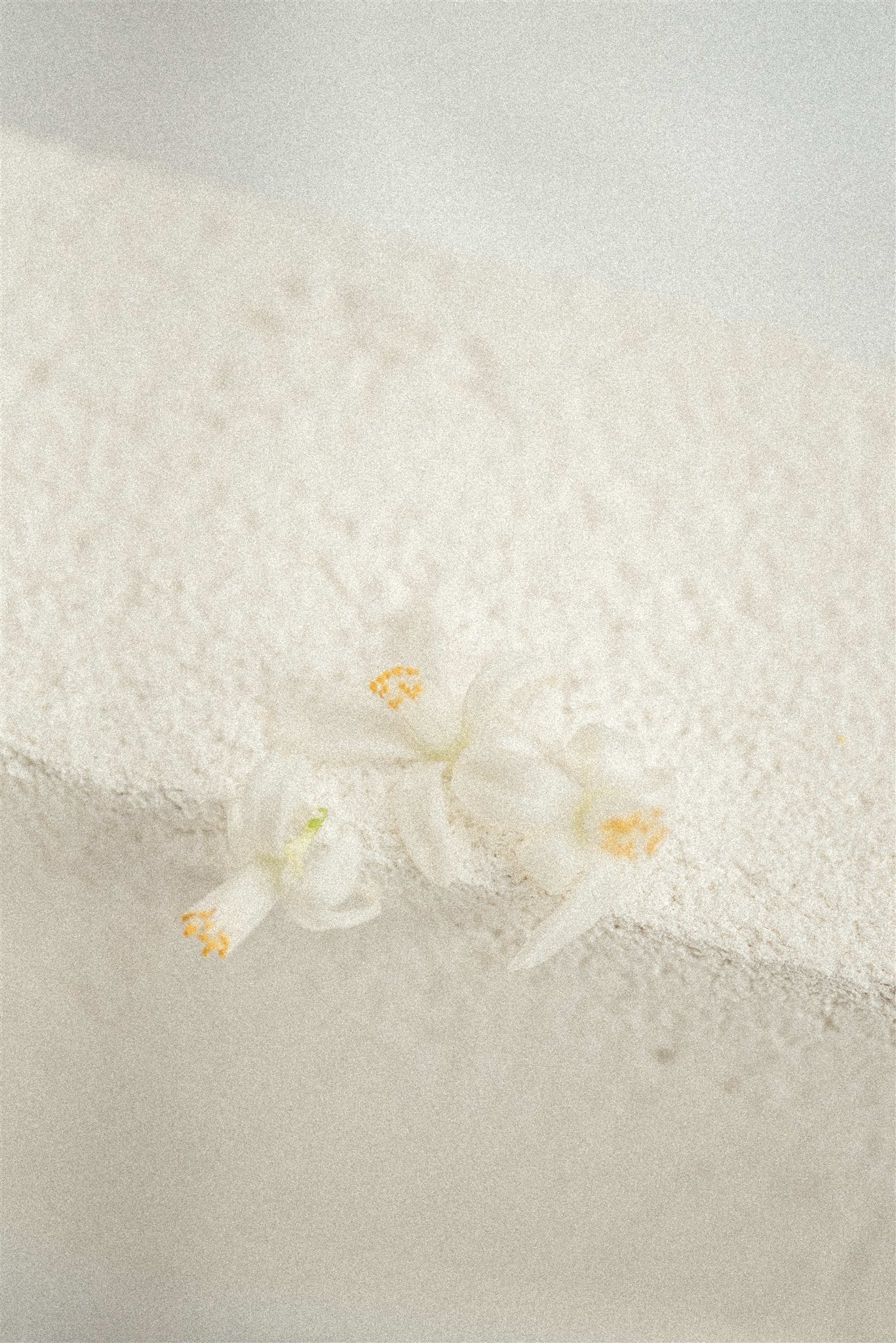 Aromatic Bath and Body Oil - Neroli